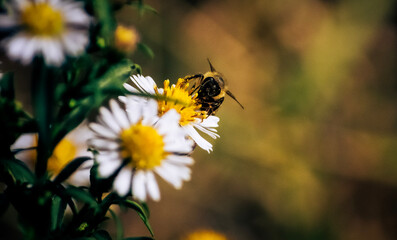 bee on a flower © Olivera