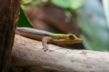 Closeup on a small colorful endangered Klemmers' or yellow-headed day Phelsuma klemmeri laying on a large twig