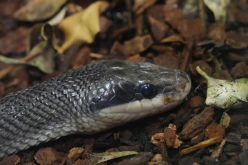 Closeup on the head of a Beauty rat snake Elaphe taeniura