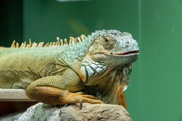 Relaxed iguana with captivating scales basking under the lights, revealing a vibrant blend of greens, oranges and earthy tones.