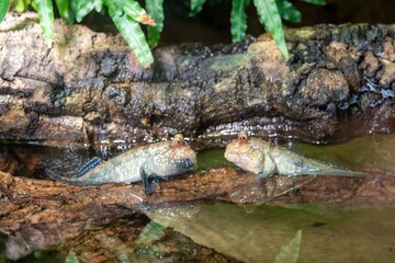 Two amphibious mudskippers resting on a log in shallow water, surrounded by lush greenery, in a natural and harmonious environment.