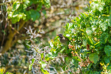 Common bulbul or Pycnonotus barbatus with red berry on popcorn caccia tree