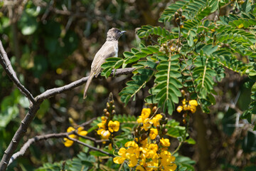Common bulbul or Pycnonotus barbatus on popcorn caccia tree