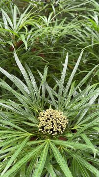 Closeup of Miagos Bush (Osmoxylon lineare)