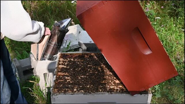 Beekeeper using a smoker to smoke bees and inspect the honey bee colony