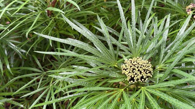 Closeup of Miagos Bush (Osmoxylon lineare)