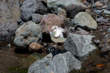 Mountain wagtail bird or Motacilla clara near stream in Arusha Nationals Park