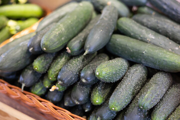 Lot of high quality organic Spanish or Turkish cucumbers is laid out on shop window. Various varieties of green cucumbers are presented in greengrocers shop. .