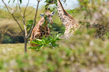 Giraffe or Giraffa tippelskirchi in Tanzania feeding by stripping leaves from around thorns of acacia
