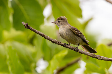 Lesser Elaenia on a branch