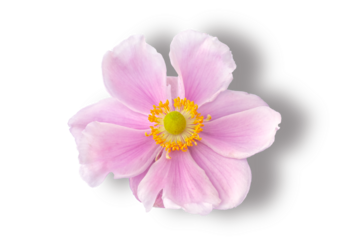 Pale pink anemone flowers on  a transparent background, Isolated.