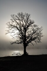 lonely tree in the fog