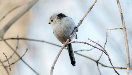 white tailed tit © lazalnik