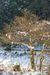 耶馬渓の雪景色（大分県中津市耶馬渓）