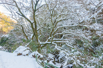 耶馬渓の雪景色（大分県中津市耶馬渓）