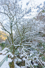 耶馬渓の雪景色（大分県中津市耶馬渓）