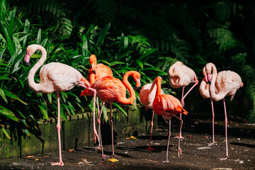Group of vibrant flamingos standing gracefully among lush green foliage, showcasing their unique colors and elegant postures in a natural habitat setting