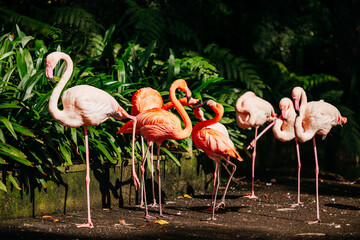 Group of vibrant flamingos standing gracefully among lush green foliage, showcasing their striking pink plumage and elegant postures in a natural habitat setting