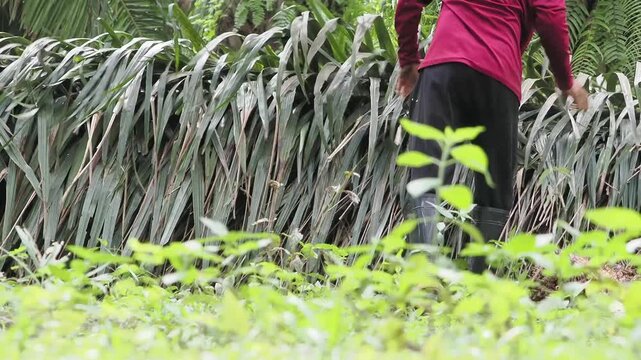 Farmer is harvesting the oil palm fruit and pruning the fronds.
