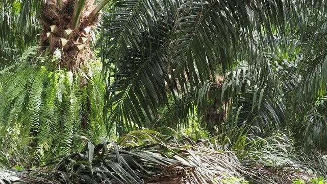 Farmer is harvesting the oil palm fruit and pruning the fronds.