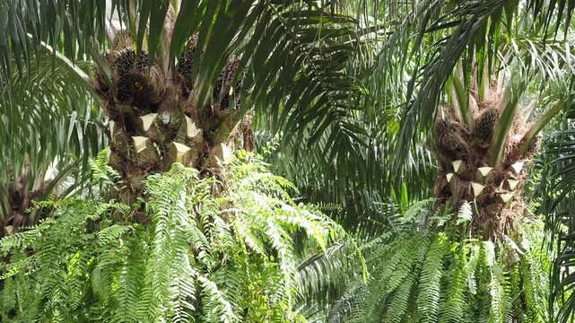 Farmer is harvesting the oil palm fruit and pruning the fronds.