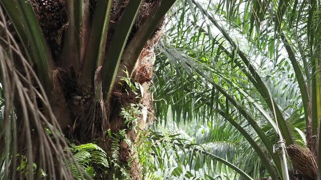 Farmer is harvesting the oil palm fruit and pruning the fronds.