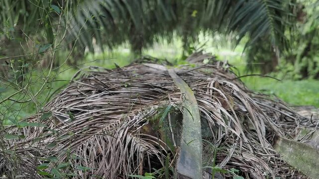 Farmer is harvesting the oil palm fruit and pruning the fronds.