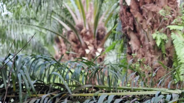 Farmer is harvesting the oil palm fruit and pruning the fronds.