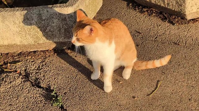 Un chaton se r&eacute;veille sous les rayons du soleil et observe les environs.