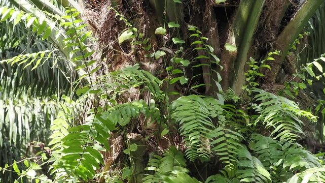 Farmer uses a sickle to harvest oil palm bunches and prune the fronds