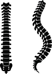 Human spine illustration comparing straight and curved forms on transparent background silhouette