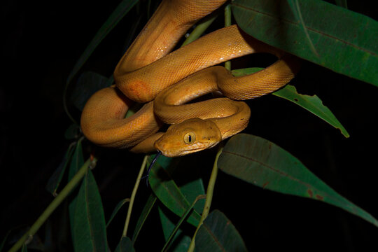boa amazonica