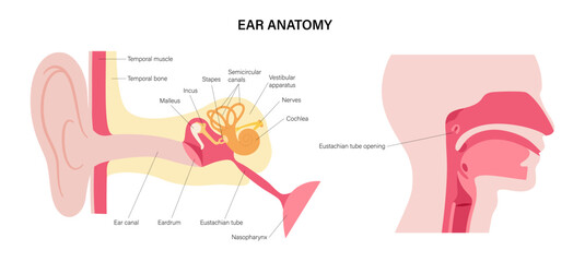 Ear anatomy poster