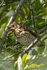 Juvenile Song Thrush (Turdus philomelos) - Common in woodlands, parks, and gardens