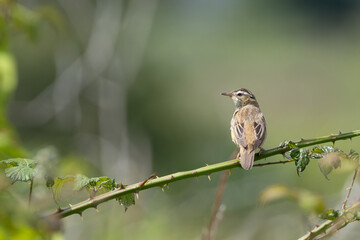Sedge Warbler (Acrocephalus schoenobaenus) - Common in wetlands across Europe and West Asia