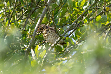 Juvenile Song Thrush (Turdus philomelos) - Common in woodlands, parks, and gardens