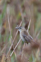 Sedge Warbler (Acrocephalus schoenobaenus) - Common in wetlands across Europe and West Asia