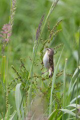 Sedge Warbler (Acrocephalus schoenobaenus) - Common in wetlands across Europe and West Asia
