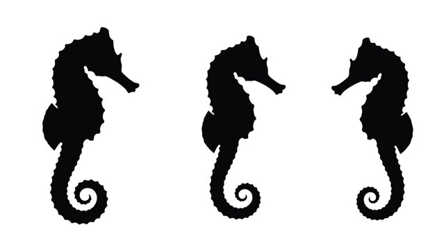 Three detailed seahorse illustrations in a striking black silhouette