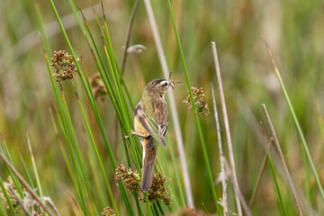 Sedge Warbler (Acrocephalus schoenobaenus) - Common in wetlands across Europe and West Asia