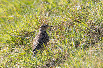 Skylark (Alauda arvensis), common in open grasslands marshes and farmland across Europe