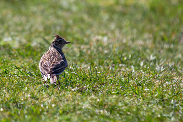 Skylark (Alauda arvensis), common in open grasslands marshes and farmland across Europe