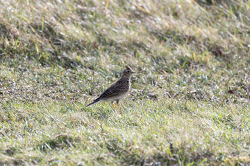 Skylark (Alauda arvensis), common in open grasslands marshes and farmland across Europe