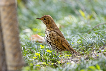 Song Thrush (Turdus philomelos) - Common in woods parks and gardens across Ireland