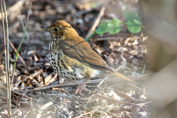 Song Thrush (Turdus philomelos) - Common in woods parks and gardens across Ireland