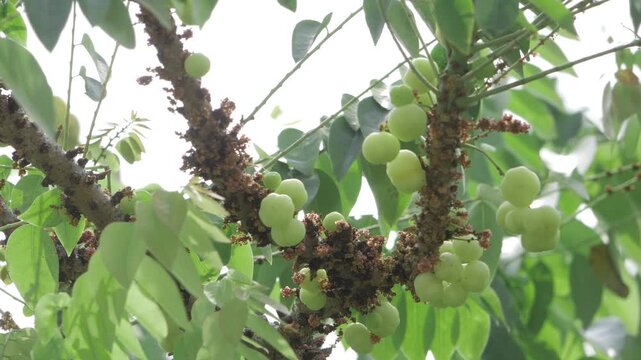 Growth  Beauty  A Journey Through the Amla Trees Blossom