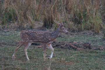 Chital (Axis axis)