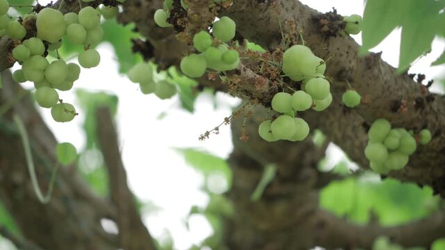 Vibrant Harvest  A Glimpse into the Amla Trees Bounty