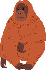 Orange Orangutan Monkey Breed Sitting Illustration © pande/visulaco