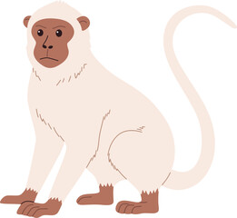 Pale Vervet Monkey Sitting and Looking Illustration